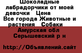 Шоколадные лабрадорчики от моей девочки › Цена ­ 25 000 - Все города Животные и растения » Собаки   . Амурская обл.,Серышевский р-н